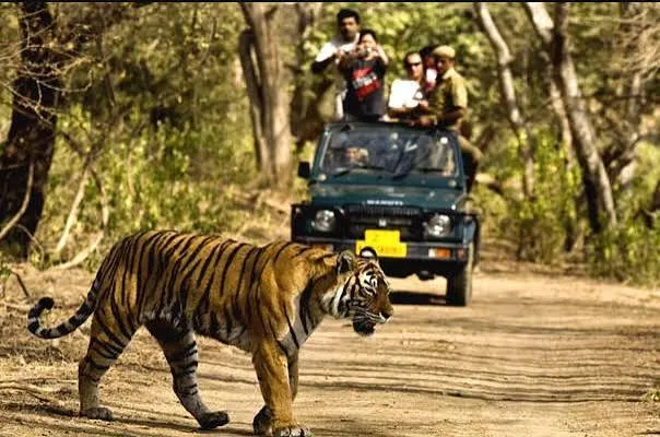 Jim Corbett holiday package with forest views a